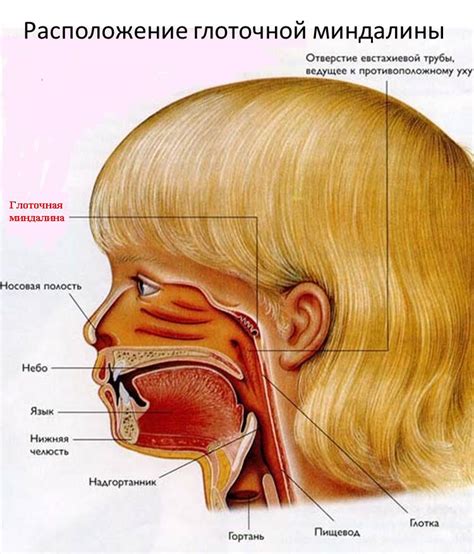 Проблема аденоидов у детей