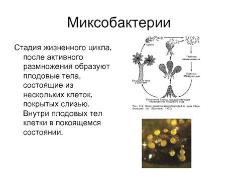 Проблемы активного размножения