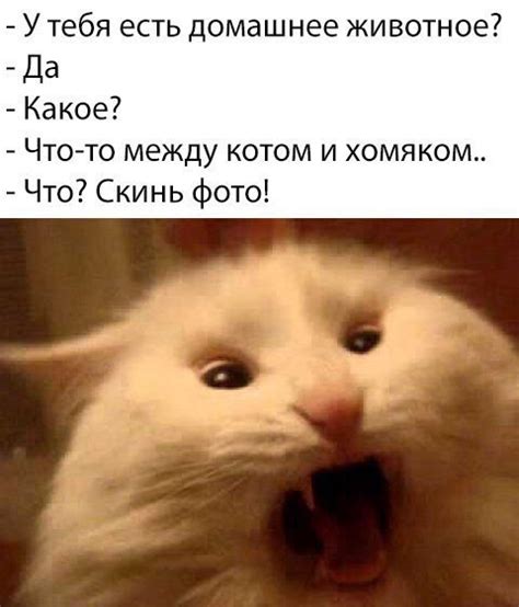 Проблемы между котом и хомяком