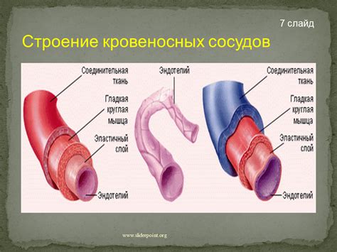 Проводимость кровеносных сосудов