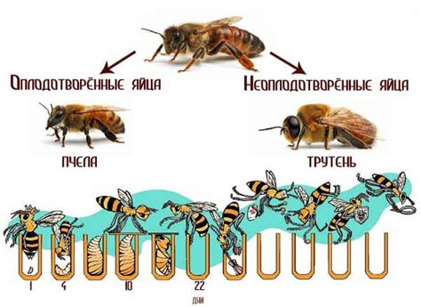 Продолжительность стадии личинки