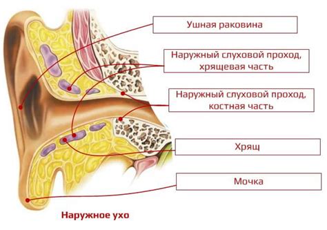 Проникновенное напоминание: ухо в сновидении как зов к вниманию