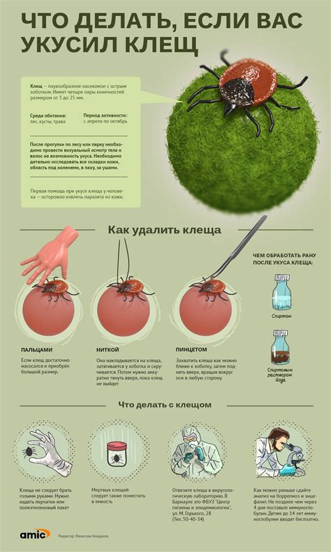 Профилактика инфекций после укуса клеща