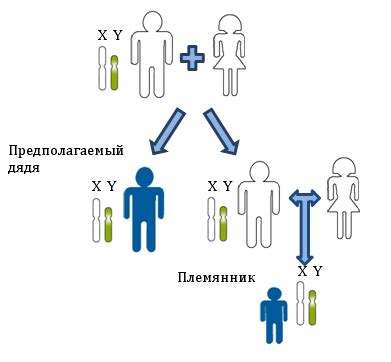 Процесс наследования между племянницей и дядей