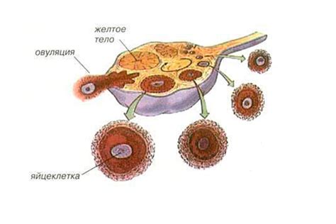 Процесс превращения доминантного фолликула в кисту