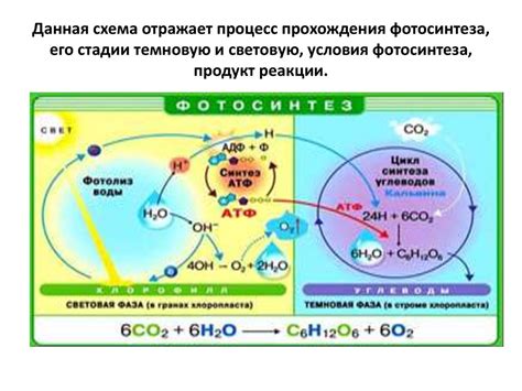 Процесс прохождения реакции