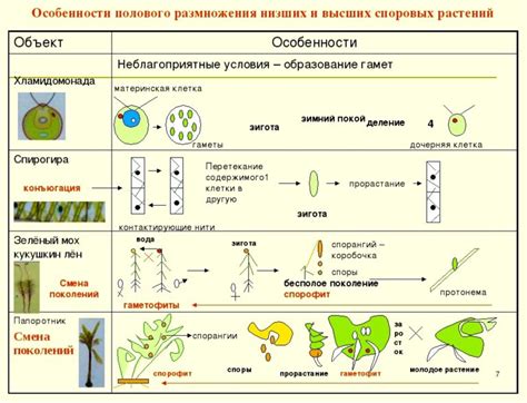 Процесс размножения и виды разведения