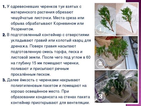 Процесс укоренения боярышника из веточки