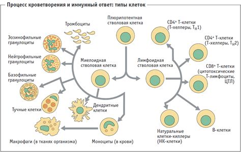 Работа иммунной системы и ее влияние на рост опухоли