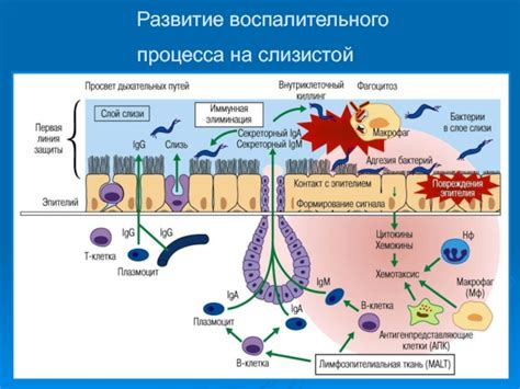 Развитие воспалительного процесса