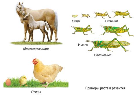 Развитие организмов с мягкими оболочками