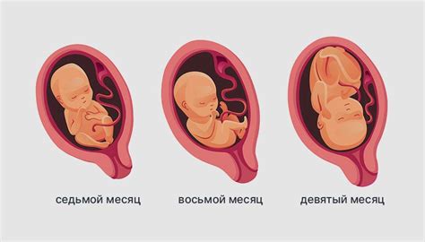 Развитие плода и способы определить его положение