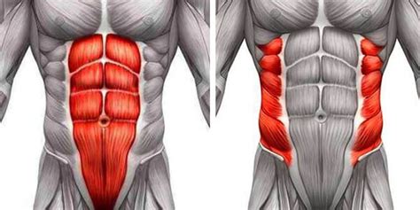 Разделение мышц пресса и его последствия