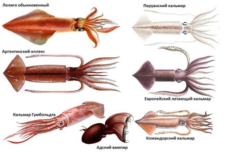 Раздел 4: Виды кальмаров в Черном море