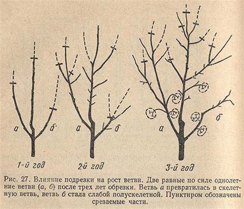 Раздел 4: Влияние подрезки на здоровье растения