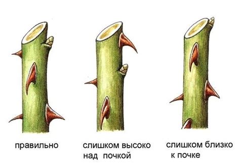 Раздел 4: Основные инструменты для обрезки роз