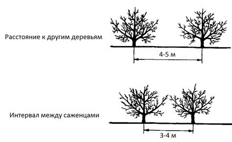 Раздел 6: Вредные последствия неправильной посадки яблонь и груш