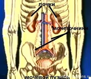 Различие между отхождением воды и мочевым пузырем