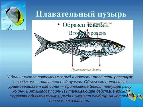 Различия в наличии плавательного пузыря у разных видов костных рыб