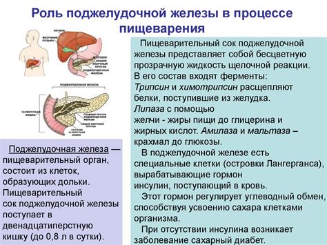 Разложение пищи: роль пивных дрожжей в процессе пищеварения