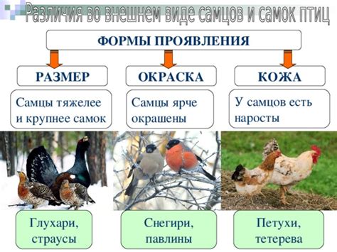 Размер и форма: почему самцы часто меньше самок