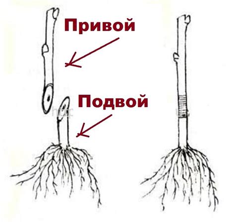 Размножение ирги: основные способы