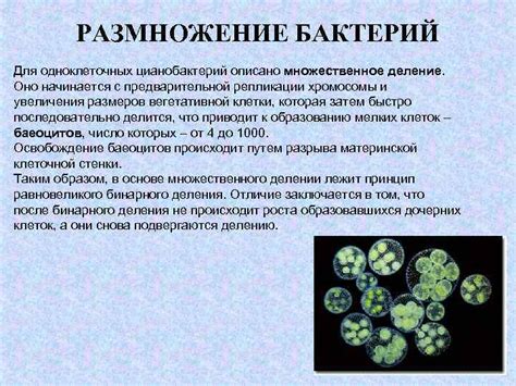 Размножение опасных микроорганизмов