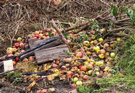 Разнообразьте ваш компост яблоками