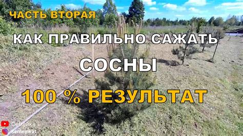 Разрешено ли спиливать сосну на своем участке?