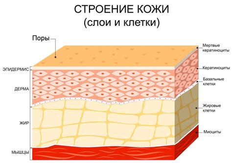 Разрушение кератинового слоя кожи: последствия использования