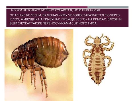 Распространение болезней через блох