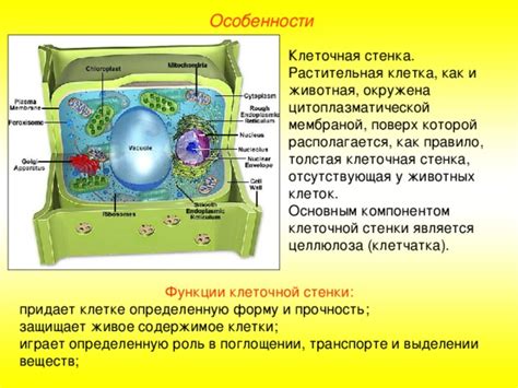 Распространение клеточной стенки среди животных