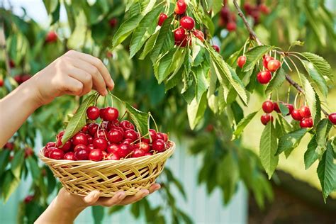 Расстояние, важное для опыления черешни и вишни