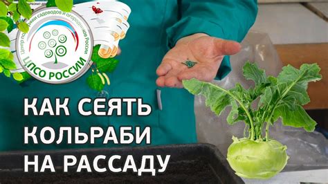 Рацион и баланс при подаче капусты кольраби