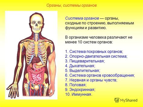 Реакции организма человека