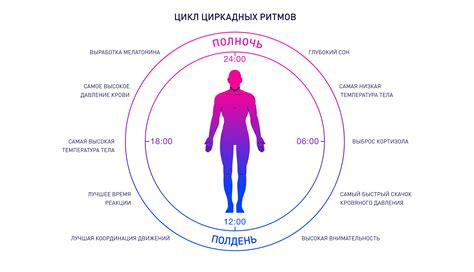 Режим сна и ограничения функционирования мозга