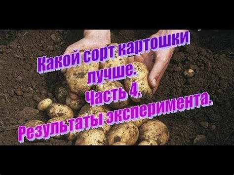 Результаты промывки картошки