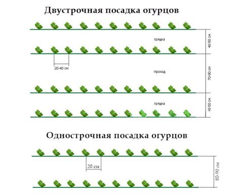 Рекомендации и советы по выращиванию горчицы в теплице