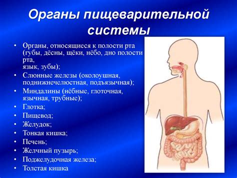 Риск застревания костей в пищеварительной системе