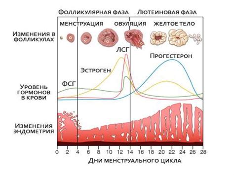 Ролевая функция эстрадиола в регуляции менструального цикла