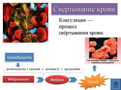 Роли витамина С в процессе свертываемости крови