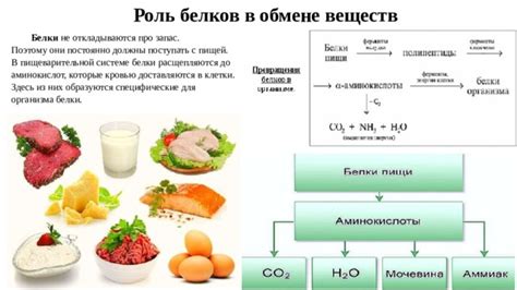 Роль белков в обмене веществ