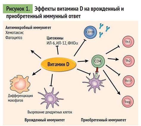 Роль витамина Д в поддержании иммунитета ребенка