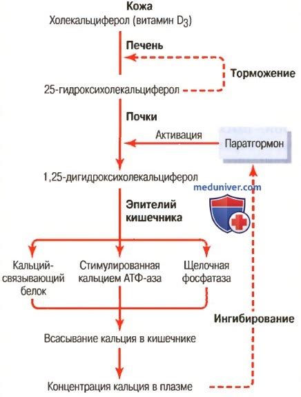 Роль витамина Д3 в регуляции кишечного транзита