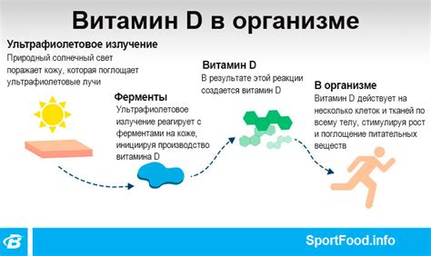 Роль витамина D3 в организме кошки