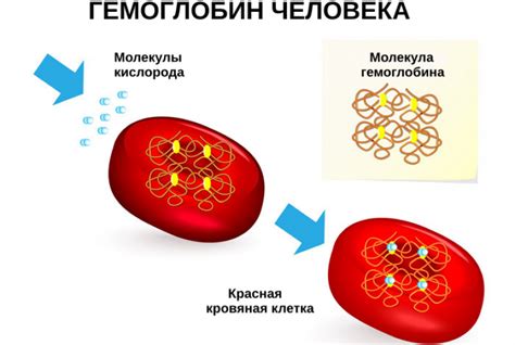 Роль гемоглобина в крови и его взаимосвязь с давлением