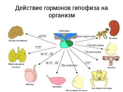 Роль гормонов в регуляции аппетита и веса