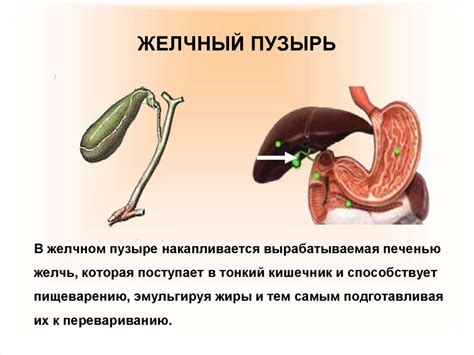 Роль желчного пузыря и проблемы его удаления