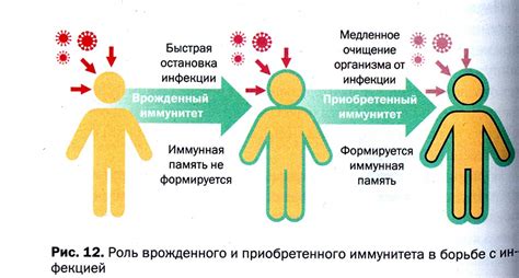 Роль иммунной системы в снижении температуры при кори