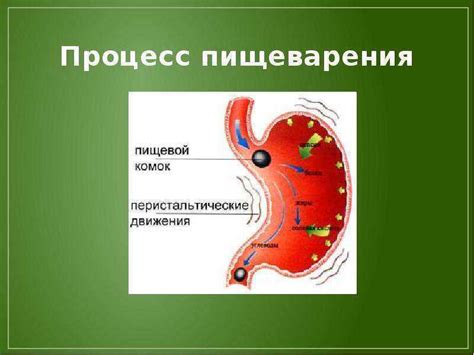 Роль кефира в улучшении пищеварения и запуске обмена веществ